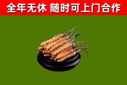 玉树回收冬虫夏草